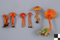 Hygrocybe squamulosa image